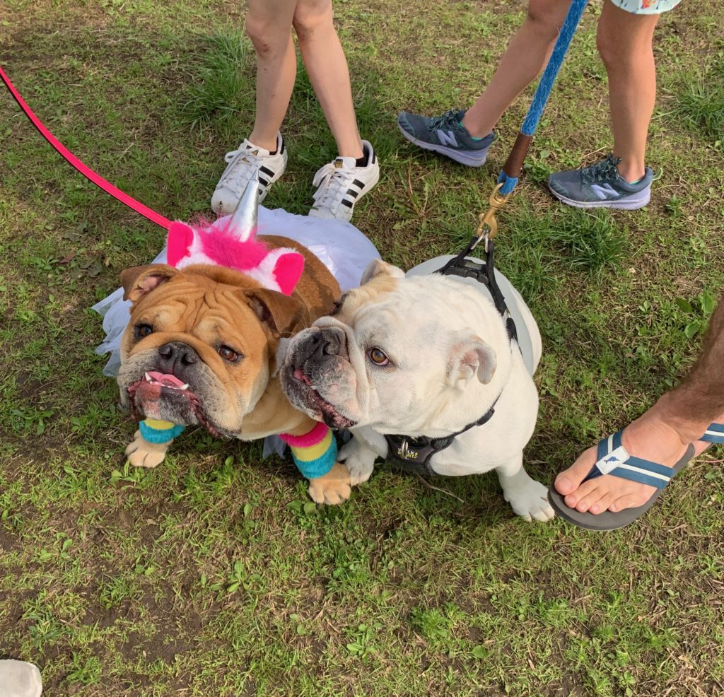north oaks summerfest, north oaks mn, north oaks realtor, north oaks mn Realestate, summeriest dog show, north oaks mn homes, north oaks luxury homes, things to do north oaks mn, mn summer activities